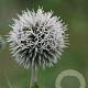 Echinops sphaer. 'Arctic Glow' GM P9 BIO