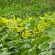 Epimedium pinnatum colchicum GM P9 BIO