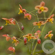 Epimedium pubigerum 'Orangekönigin' GM P9 BIO