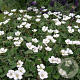Erodium variabile 'Album' GM P9 BIO