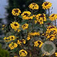 Erysimum 'Yellow Bird' GM P9 BIO