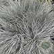 Festuca glauca 'Silberreiher' GM P9 BIO