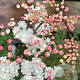 Filipendula vulgaris 'Multiplex' GM P9 BIO