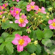 Fragaria 'Frel' GM P9 BIO