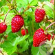 Fragaria v. 'Alexandria' GM P9 BIO
