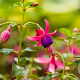 Fuchsia 'Tom Thumb' GM P9 BIO