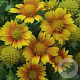 Gaillardia aristata 'Apricot Sun' GM P9 BIO