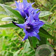 Gentiana asclepiadea GM P9 BIO