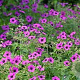 Geranium cin. 'Giuseppii' GM P9 BIO