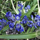 Gentiana dahurica GM P9 BIO