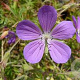 Geranium 'Spinners' GM P9 BIO