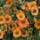 Geum 'Totally Tangerine' GM P9 BIO
