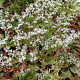 Goniolimon tataricum GM P9 BIO