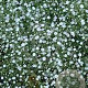 Gypsophila cerast. 'Plena White' GM P9 BIO
