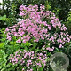 Gypsophila pan. 'Flamingo' GM P9 BIO