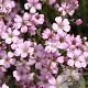 Gypsophila repens 'Rosa Schönheit' GM P9 BIO