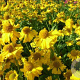 Helenium aut. 'Pumilum Magnificum' GM P9 BIO