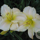 Hemerocallis 'Arctic Snow' GM P9 BIO