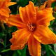 Hemerocallis 'Bandolero' GM P9 BIO