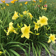 Hemerocallis 'Big Time Happy' GM P9 BIO