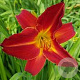 Hemerocallis 'Campfire Embers' GM P9 BIO