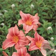 Hemerocallis 'Children's Festival' GM P9 BIO