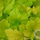 Heuchera 'Citronelle' GM P9 BIO
