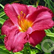 Hemerocallis 'Charles Johnston' GM P9 BIO