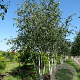 Betula utilis jacquemontii 350-400 cm draadkluit meerstammig
