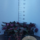 Heuchera 'Chocolate Ruffles' GM P9 BIO