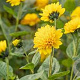 Helianthus dec. 'Soleil d'Or' GM P9 BIO