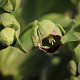 Helleborus foetidus GM P9 BIO
