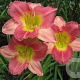 Hemerocallis 'Final Touch' GM P9 BIO