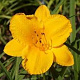 Hemerocallis 'Golden Prize' GM P9 BIO
