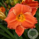 Hemerocallis 'House of Orange' GM P9 BIO