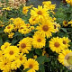 Heliopsis h. 'Summer Sun' GM P9 BIO