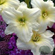 Hemerocallis 'Joan Senior' GM P9 BIO