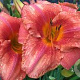 Hemerocallis 'South Seas' GM P9 BIO