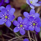 Hepatica nobilis GM P9 BIO
