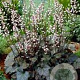 Heucherella 'Quicksilver' GM P9 BIO
