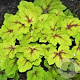 Heucherella 'Stoplight' GM P9 BIO