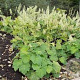 Heuchera villosa GM P9 BIO