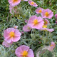 Helianthemum 'Wisley Primrose' GM P9 BIO