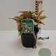 Houttuynia cordata 'Chameleon' GM P9 BIO
