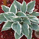 Hosta 'El Niño' GM P9 BIO