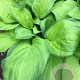 Hosta 'Guacamole' GM P9 BIO