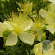 Hypericum olymp. 'Citrinum' GM P9 BIO