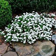 Iberis semp. 'Fischbeck' GM P9 BIO
