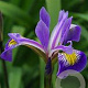 Iris 'Gerald Darby' GM P9 BIO