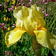 Iris (G) 'Helge' GM P9 BIO